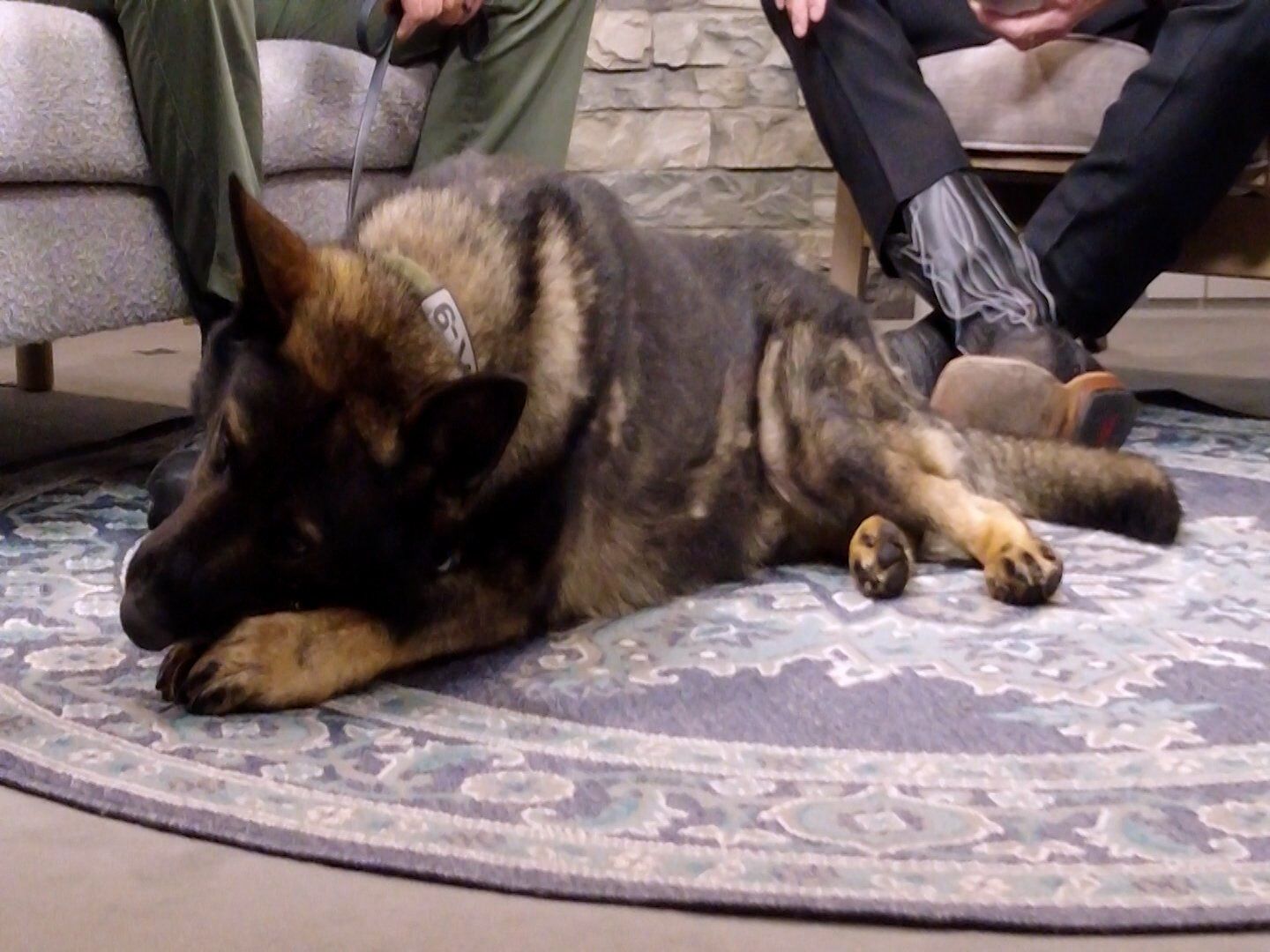 The Journey of Officer Daniel Derasmo and K9 Zanzi: A Story of Inspiration and Dedication